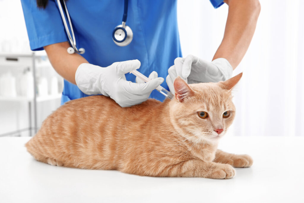 고양이가 백신 주사를 맞고 있다. 고양이 전염병 예방을 위해 주기에 맞춰 백신을 접종해야 한다.