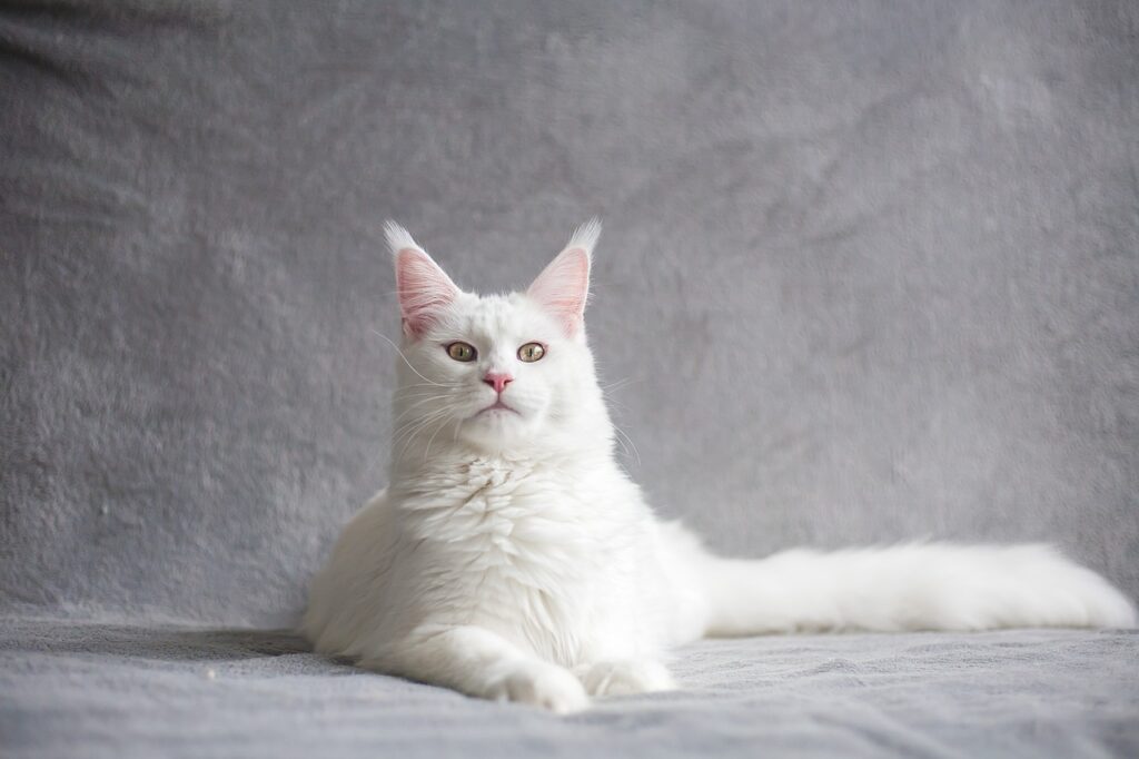 고양이 품종 중 인기있는 장모종 메인 쿤이 우아한 자세로 앉아있다.