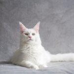 고양이의 품종별 특징 중 하나는 털 길이이다. 인기있는 장모종인 메인 쿤이 우아한 자세로 앉아있다.