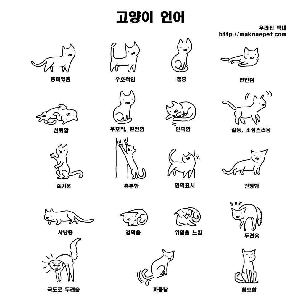 고양이의 언어 이해를 위해서는 귀, 눈, 꼬리, 털, 수염, 소리를 통해 보내는 카밍 시그널을 이해해야 합니다.
