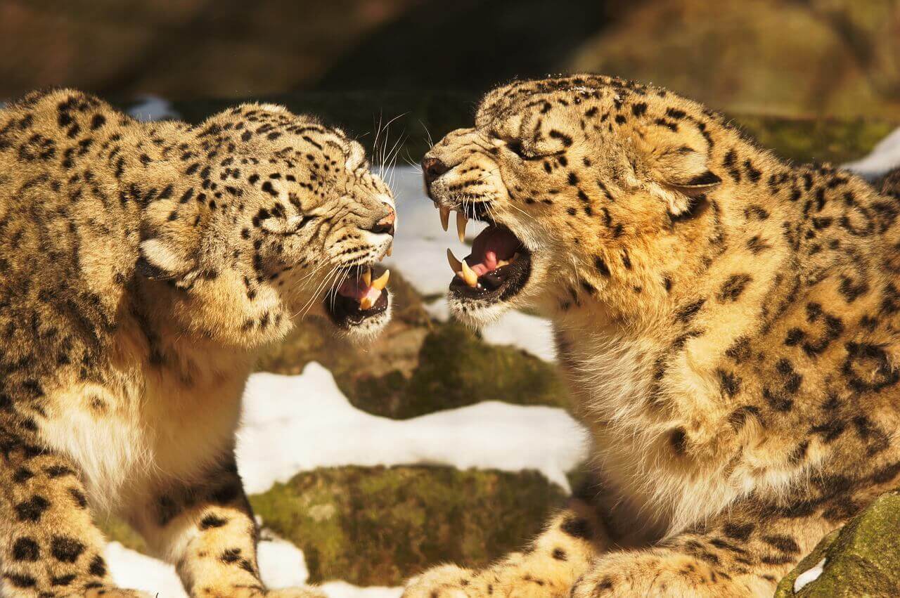 고양이과 동물 종류 중 대형 고양이과에 해당하는 두 마리의 표범이 사냥놀이를 하고 있다.