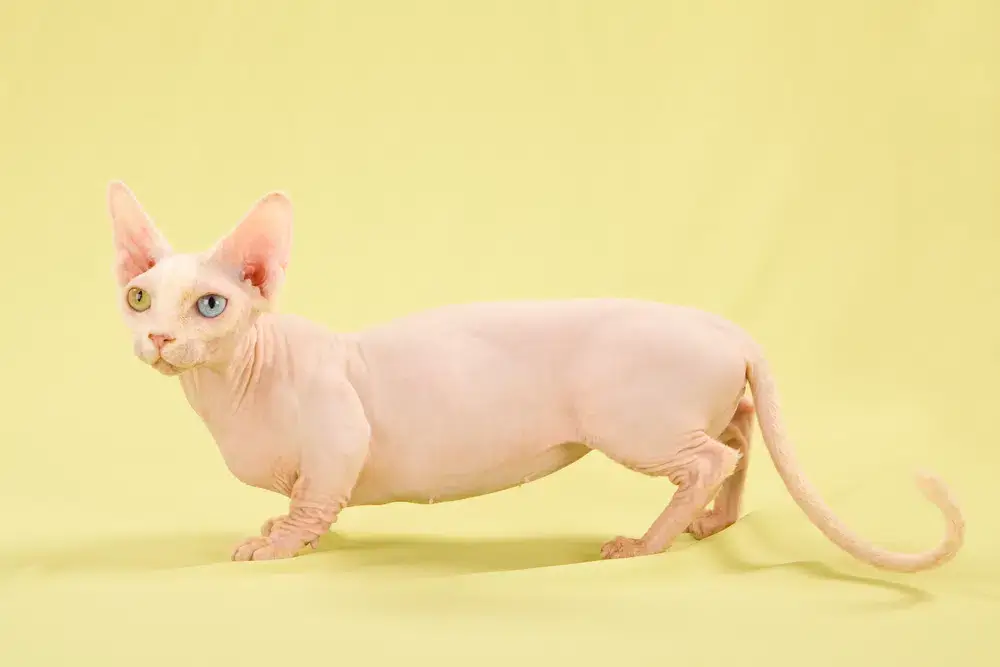 밤비노는 먼치킨과 스핑크스의 자손으로 짧은 다리와 헤어리스가 특징이다.